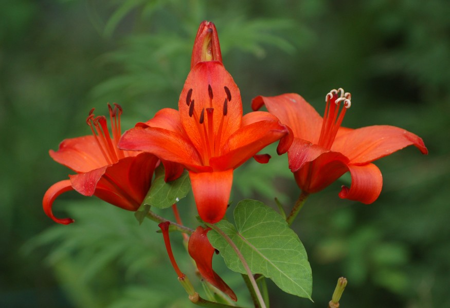Flowers010