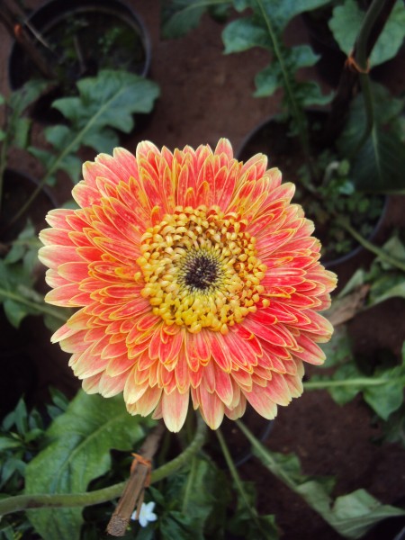 Flowers - Uncategorised Garden plants 11