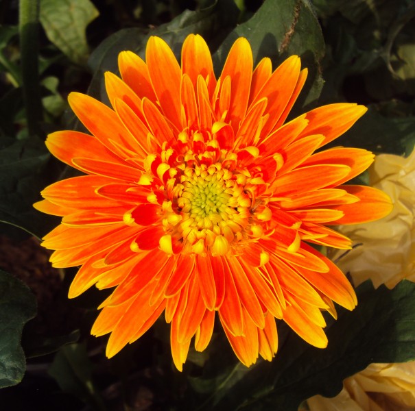 Flowers - Uncategorised Garden plants 129