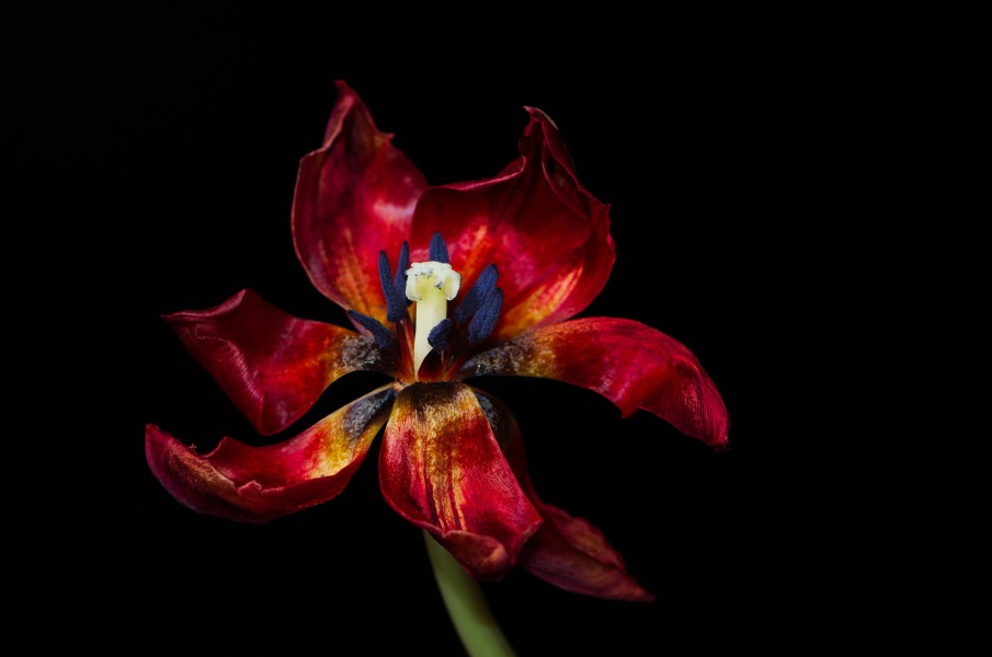 Flowers (16426140068)