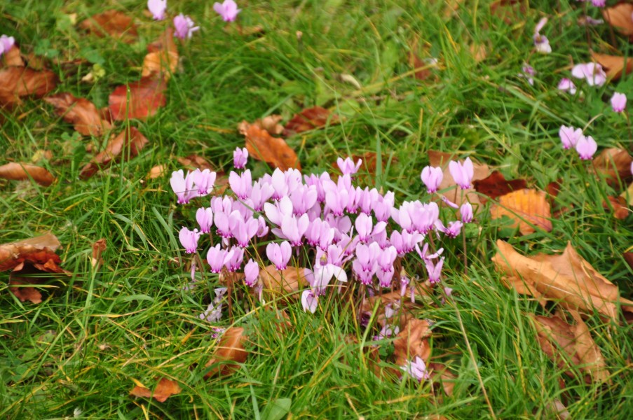 Flowers at Powderham Castle (7626)