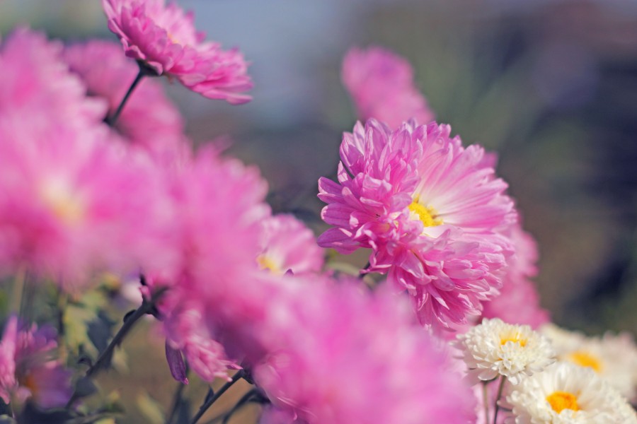 Flowers in India (11619955875)