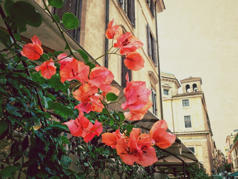 Flowers in Rione Monti Rome