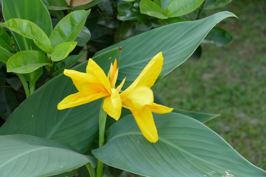 Flowers in the churchyard of St. John's Church, Kolkata 01