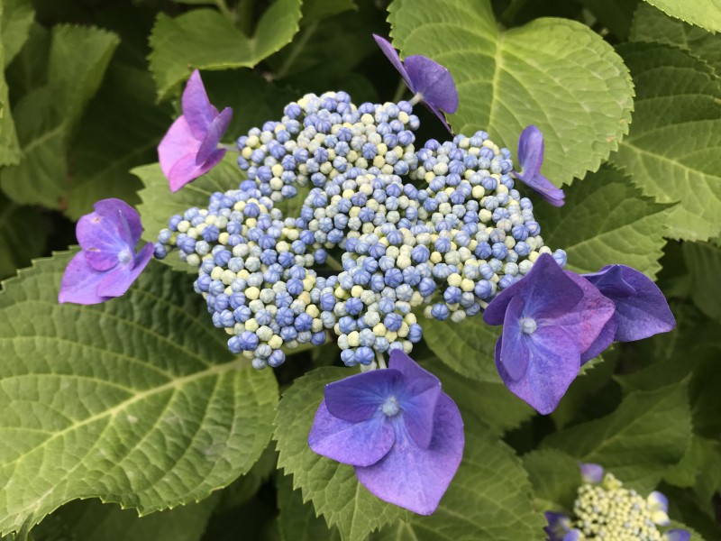 Flowers of Hydrangea macrophylla 20180531