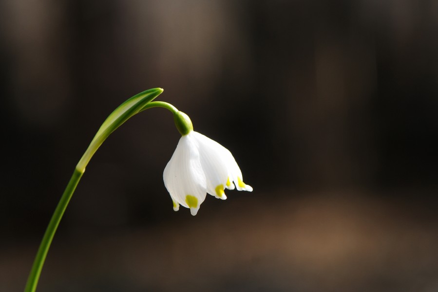 Frühlings-Knotenblume, Leucojum vernum 31