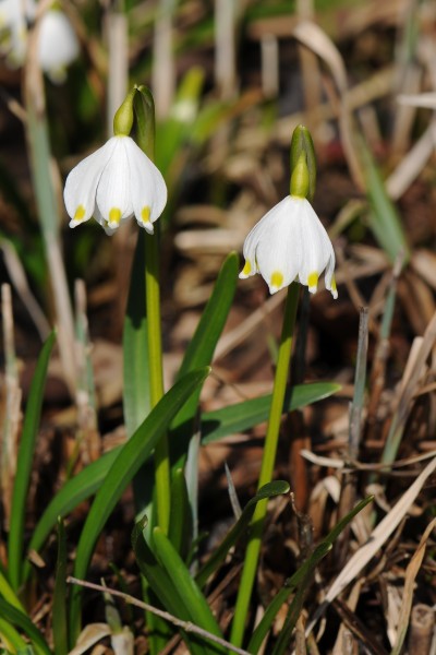 Frühlings-Knotenblume, Leucojum vernum 36