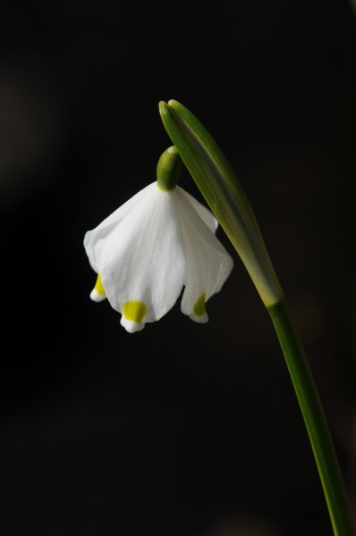 Frühlings-Knotenblume, Leucojum vernum 56