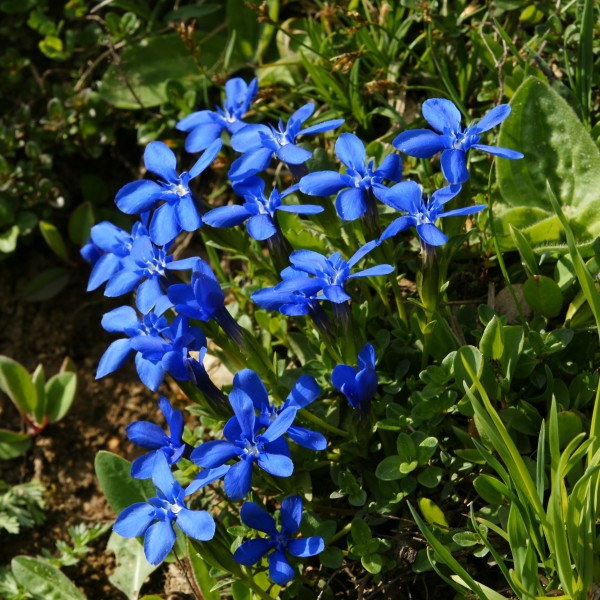 Frühlings Enzian Gentiana verna 01
