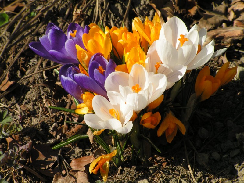 Frühlingsblumen Krokus