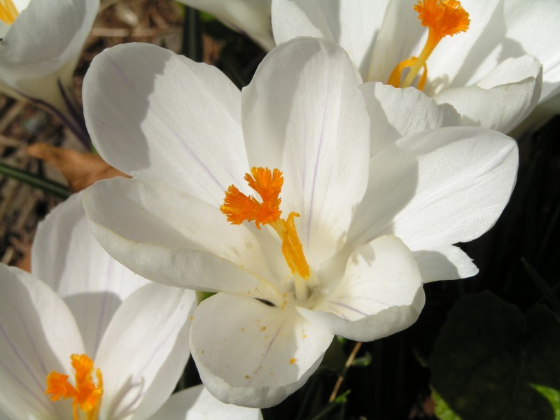 Frühlingsblumen Krokus weiss