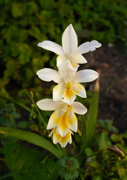 Freesia February 2013-1