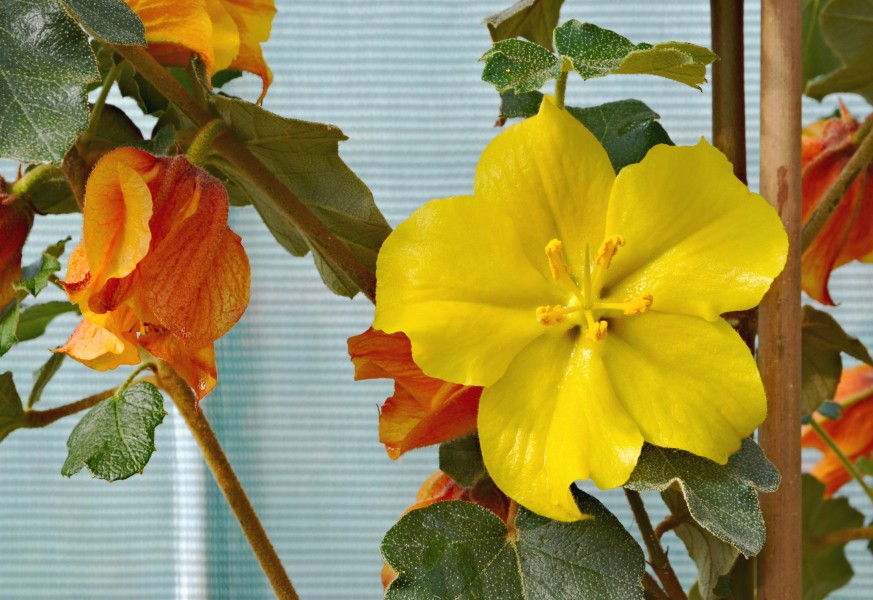 Fremontodendron FR 2013