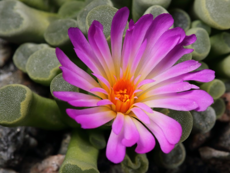 Frithia pulchra-IMG 8267