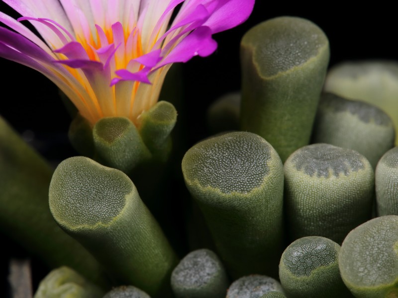 Frithia pulchra-IMG 8274