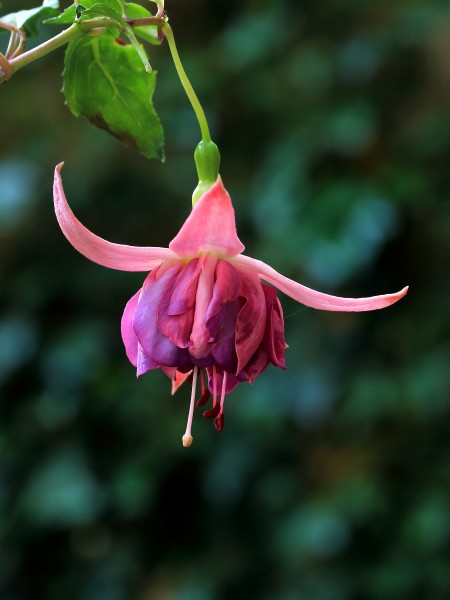 Fuchsia 'Ajax'