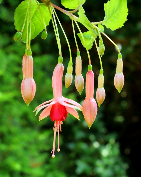 Fuchsia 'Belle de Spa'
