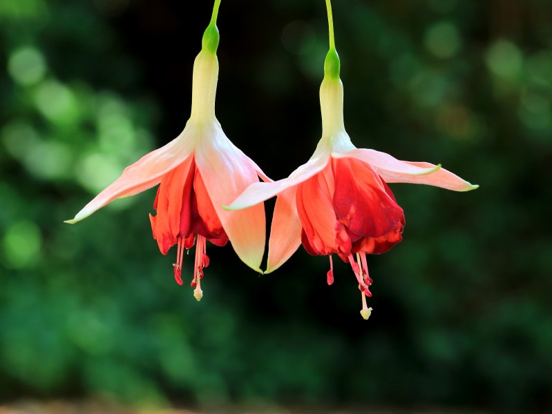 Fuchsia 'Bicentennial' 001