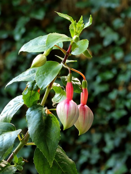 Fuchsia 'Cymon'