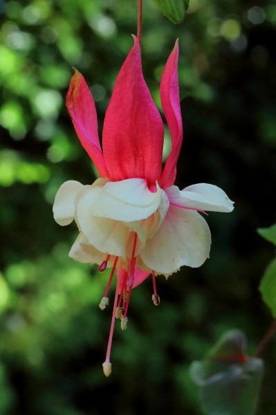 Fuchsia 'Hula Girl'