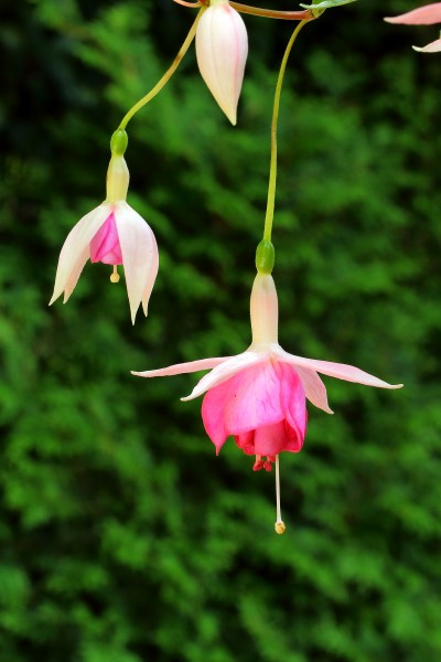 Fuchsia 'Kit Oxtoby' 02