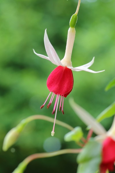 Fuchsia 'Land van Beveren'