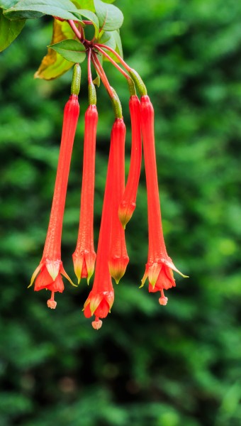 Fuchsia 'Leonhard von Fuchs'