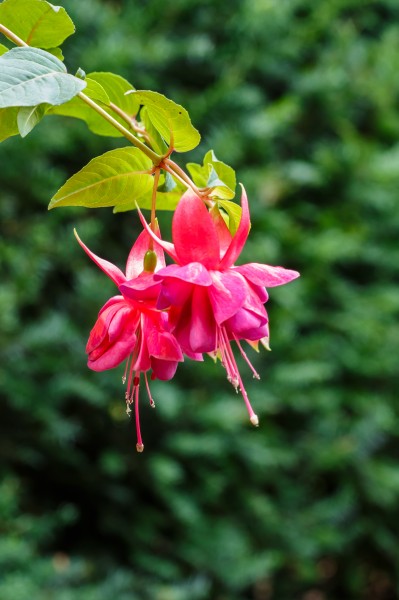 Fuchsia 'Lynn Ellen'