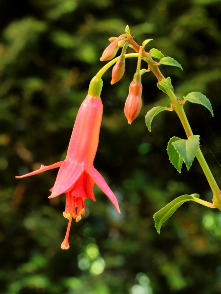 Fuchsia 'Menna'