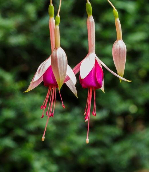 Fuchsia 'Mina Knudde'