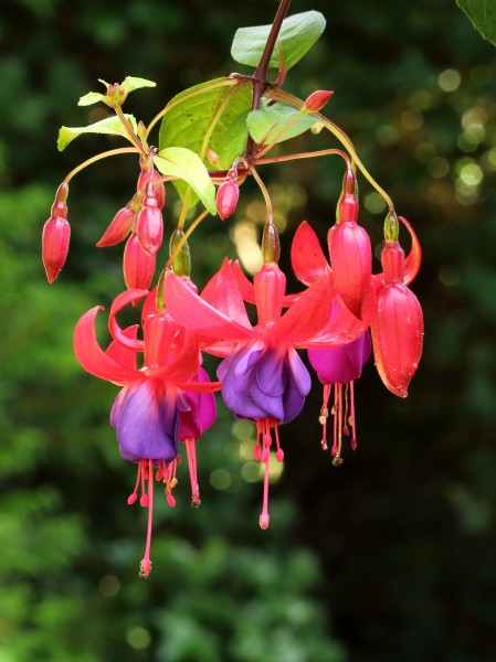 Fuchsia 'Multa'