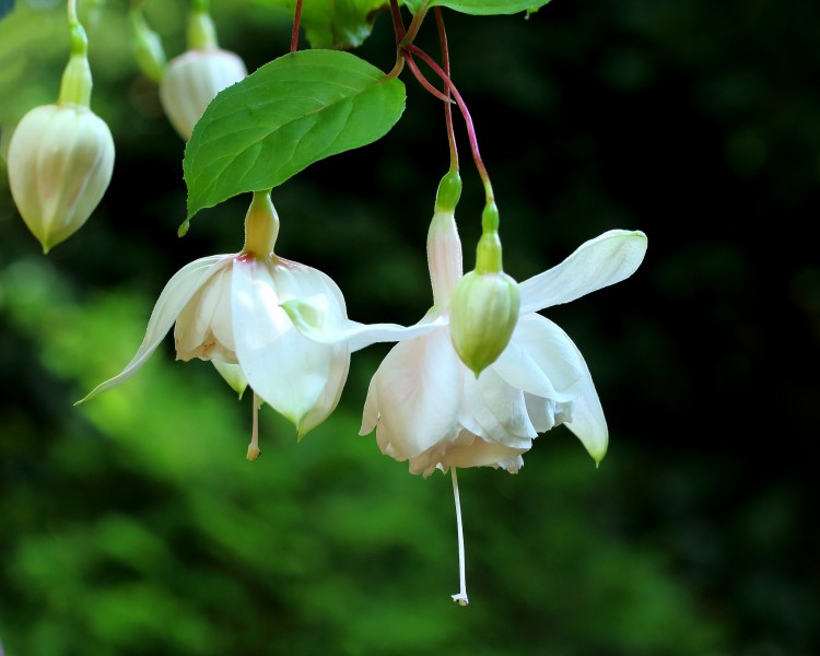 Fuchsia 'Pink Marshmellow'