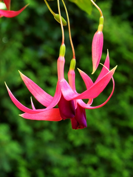 Fuchsia 'Red Spider'