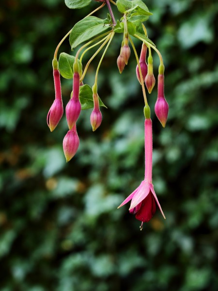 Fuchsia 'Remembering Claire'