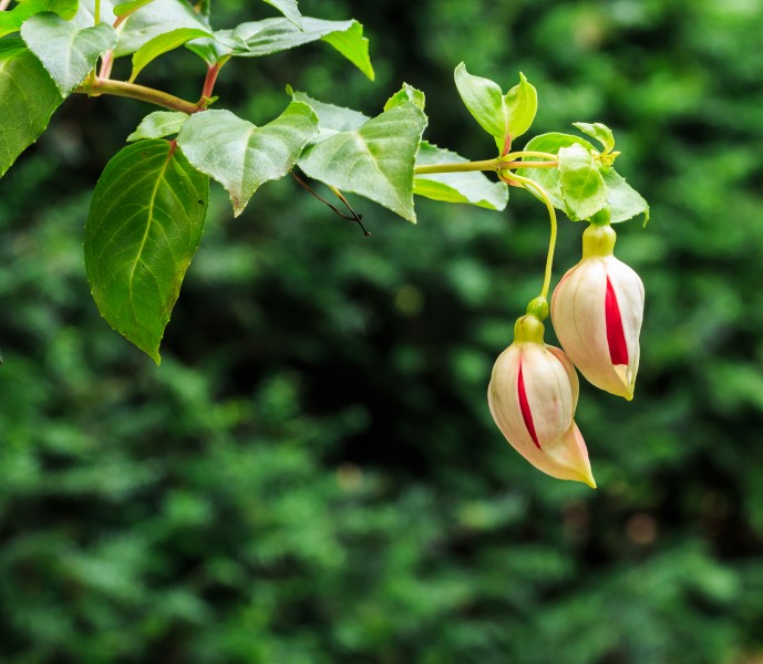 Fuchsia 'Seventh Heaven' 01