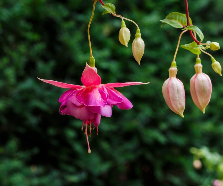 Fuchsia 'Susie Olcese'
