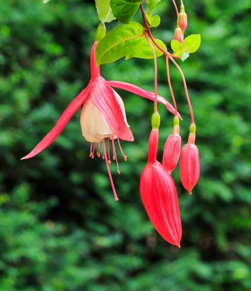 Fuchsia 'Texas Longhorn'