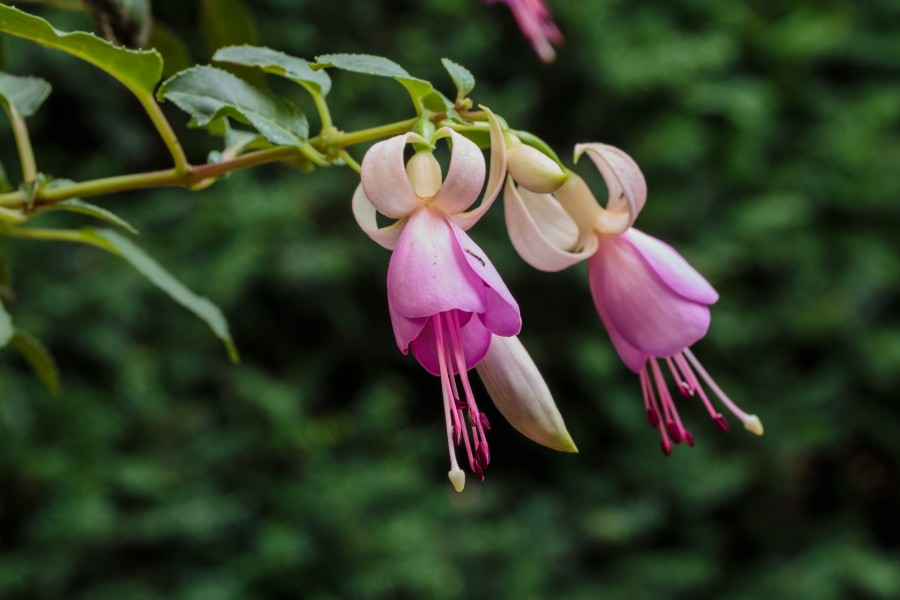 Fuchsia 'Toos' 02