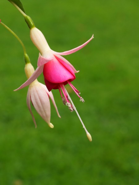 Fuchsia 'Triantha' 02