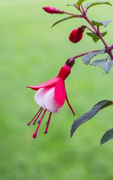 Fuchsia 'Twinny'. Bloeiwijze 02