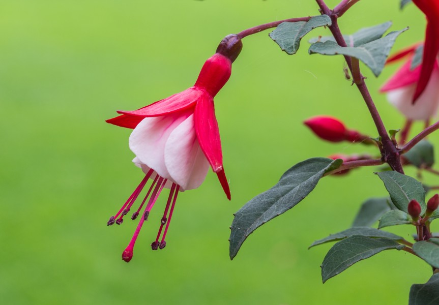Fuchsia 'Twinny'. Bloeiwijze 03