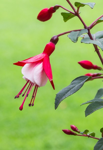 Fuchsia 'Twinny'. Bloeiwijze 04