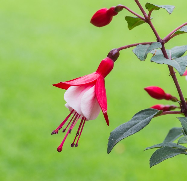 Fuchsia 'Twinny'. Bloeiwijze 05