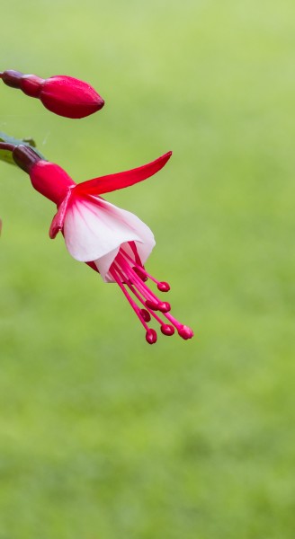 Fuchsia 'Twinny'. Bloeiwijze 06