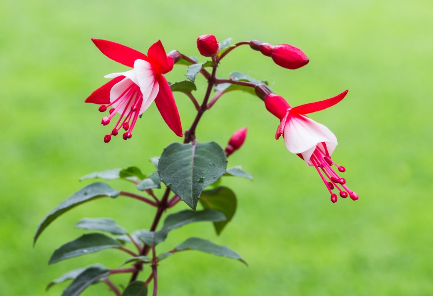 Fuchsia 'Twinny'. Bloeiwijze 07
