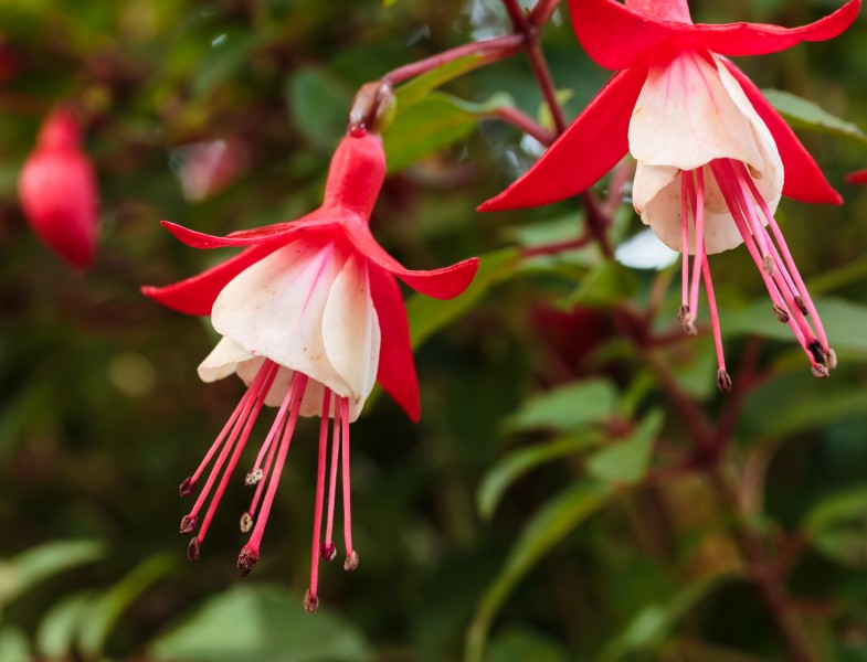 Fuchsia 'Twinny' 01