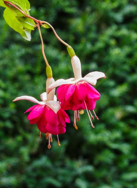 Fuchsia 'Violetkoningin' 02