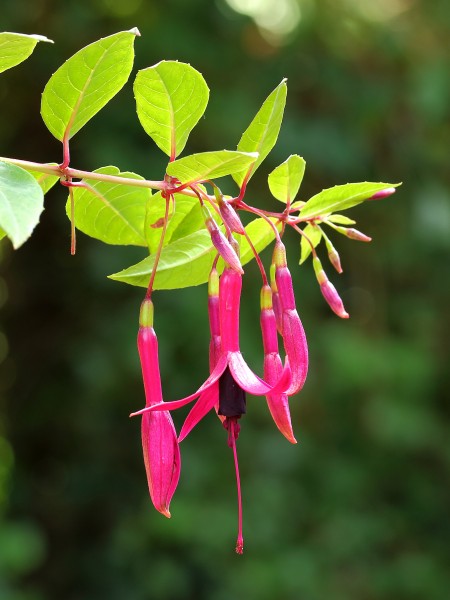 Fuchsia 'Zulu King'