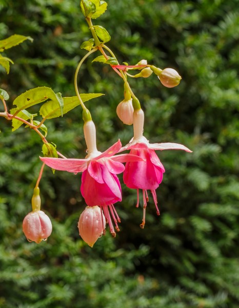 Fuchsia ‘Two Tiers’