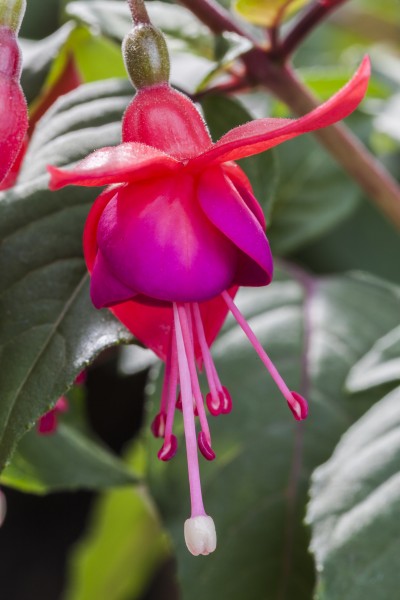 Fuchsia exoniensis, Jardín Botánico de Múnich, Alemania, 2013-05-04, DD 01